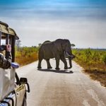 South Africa. Safari in Kruger National Park – African Elephants (Loxodonta africana)