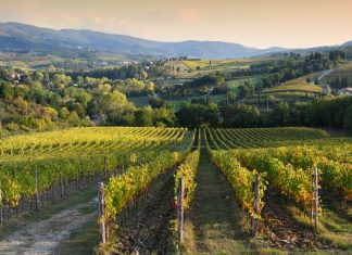 Wijngaarde in Italië