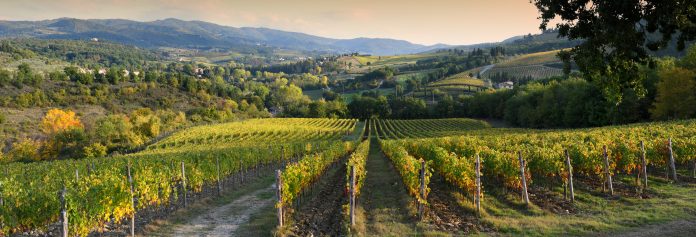 Wijngaarde in Italië