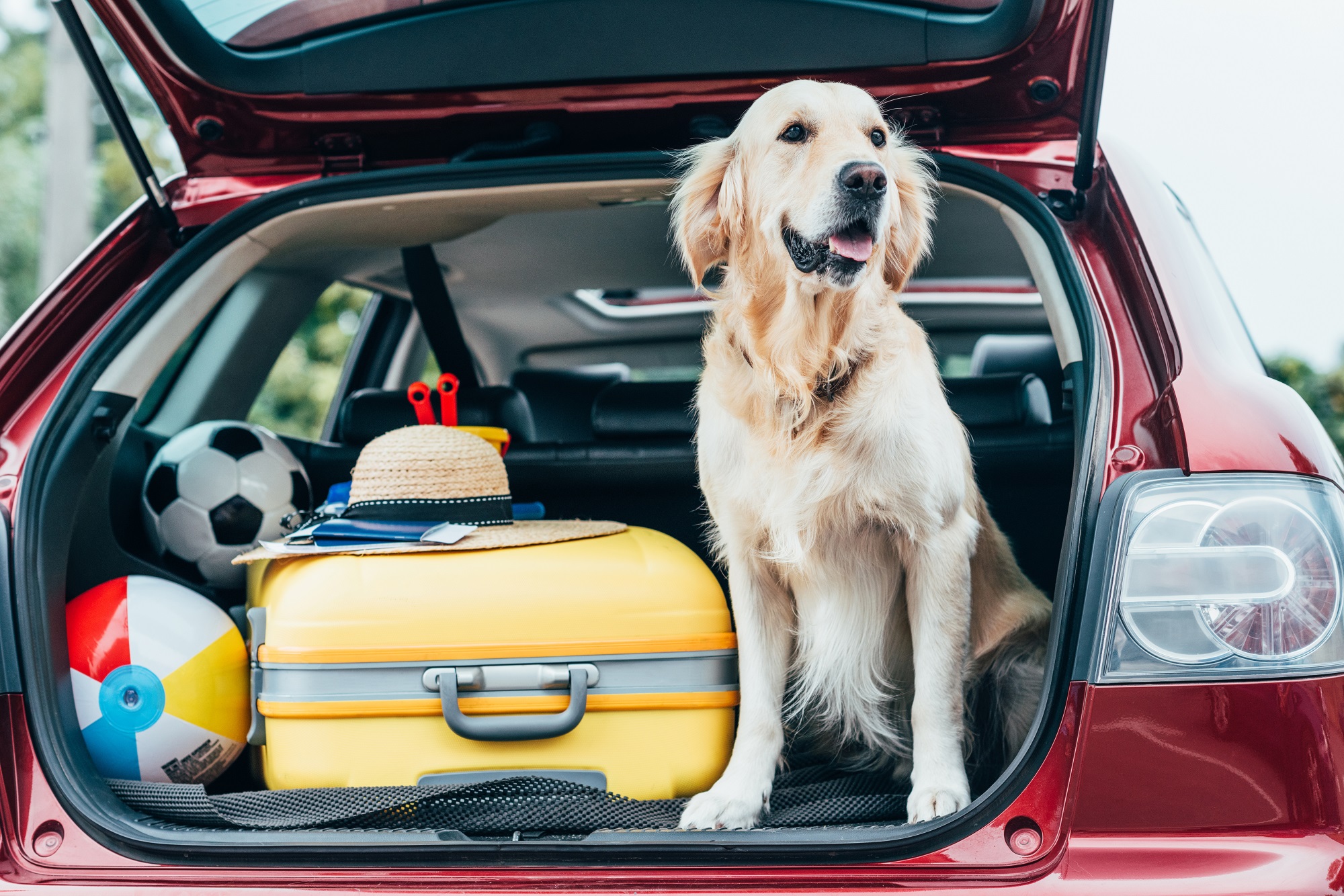 Huisdier op vakantie | Hond in de auto
