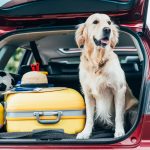 dog sitting in car trunk with luggage