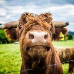 Hochlandrinder Sauerland Natur Wiese Kuh
