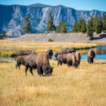 Amerika-Yellowstone-National-Park-Buffels